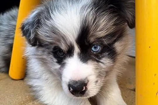Sprzedam pieski Border Collie FCI, Podkarpackie, Dydnia