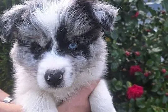 Sprzedam pieski Border Collie FCI, Podkarpackie, Dydnia