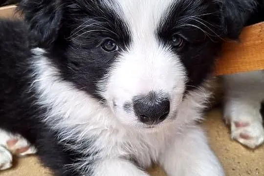 Sprzedam pieski Border Collie FCI, Podkarpackie, Dydnia