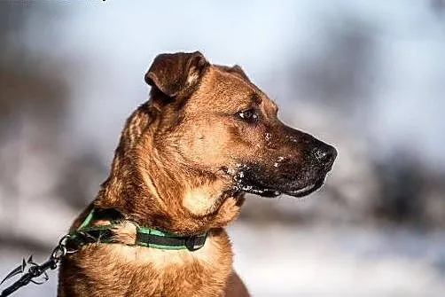 Psiak na schwał do adopcji - oto Korin!,  mazowieckie Radom
