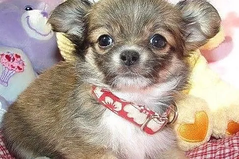 Chihuahua 3 mini sunie xs rodowód chip wyprawka, Opole