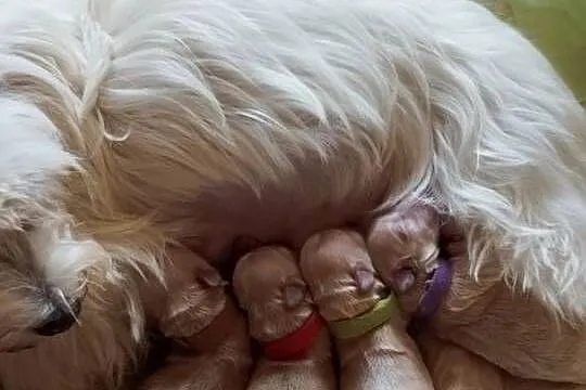 Maltipoo rezerwacjs