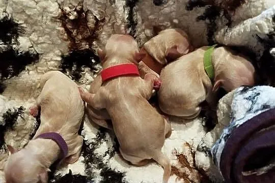 Maltipoo rezerwacjs, Śląskie, Zawiercie
