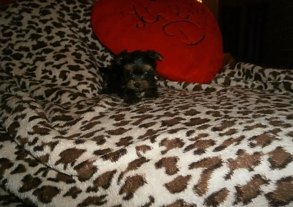 York yorki yorkshire terrier śliczne