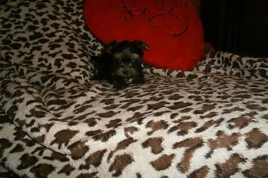 York yorki yorkshire terrier śliczne
