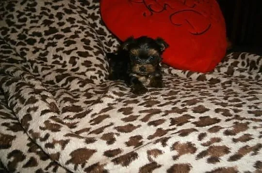 York yorki yorkshire terrier śliczne