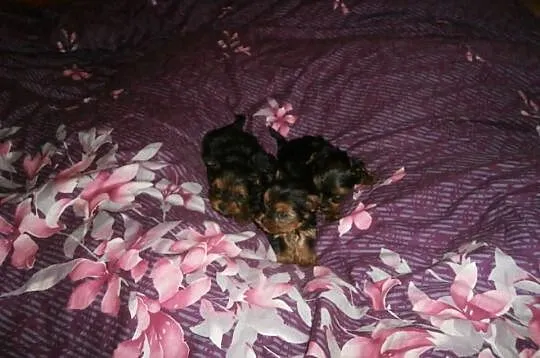 York yorki yorkshire terrier śliczne