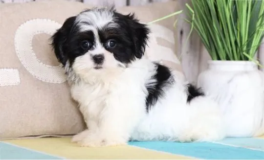 Przepiękne szczenięta shih tzu już gotowe. Napisz do nas na WhatsApp: +27848239748, , Wrociszów Dolny