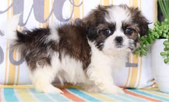 Przepiękne szczenięta shih tzu już gotowe. Napisz do nas na WhatsApp: +27848239748, , Wrociszów Dolny