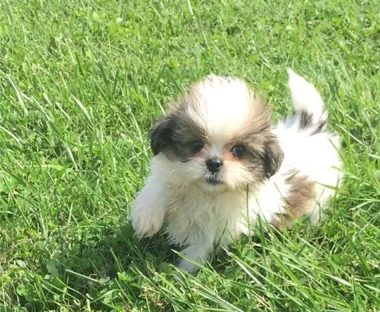 Przepiękne szczenięta shih tzu już gotowe. Napisz do nas na WhatsApp: +27848239748