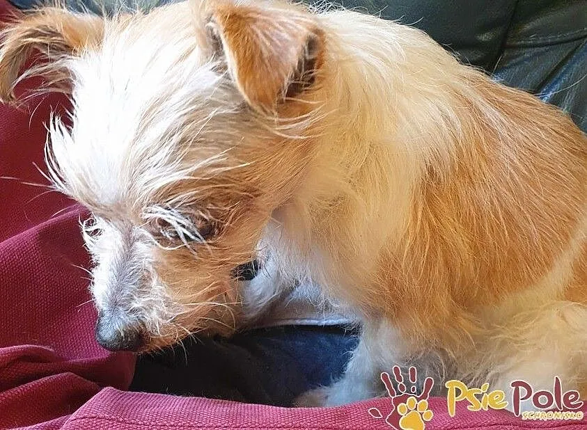 BABUNIA-super kochana, bardzo zaniedbana mała psinka szuka domu, adopcja, Małopolskie, Kraków