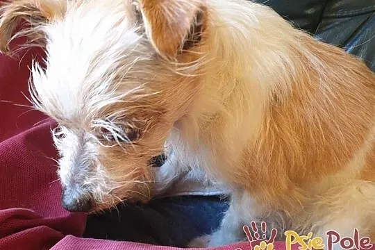 BABUNIA-super kochana, bardzo zaniedbana mała psinka szuka domu, adopcja, Małopolskie, Kraków