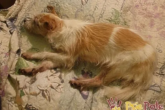 BABUNIA-super kochana, bardzo zaniedbana mała psinka szuka domu, adopcja, Małopolskie, Kraków