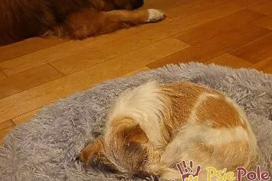 BABUNIA-super kochana, bardzo zaniedbana mała psinka szuka domu, adopcja, Małopolskie, Kraków