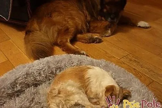 BABUNIA-super kochana, bardzo zaniedbana mała psinka szuka domu, adopcja, Małopolskie, Kraków