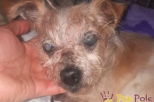 BABUNIA-super kochana, bardzo zaniedbana mała psinka szuka domu, adopcja, Małopolskie, Kraków