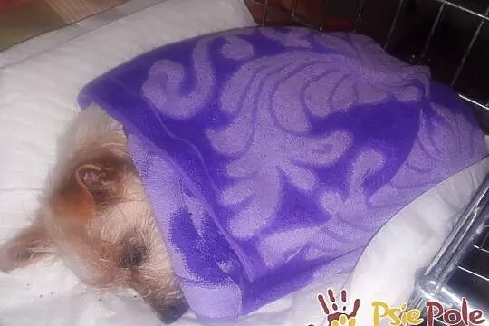 BABUNIA-super kochana, bardzo zaniedbana mała psinka szuka domu, adopcja, Małopolskie, Kraków