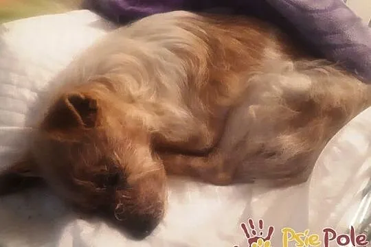BABUNIA-super kochana, bardzo zaniedbana mała psinka szuka domu, adopcja, Małopolskie, Kraków