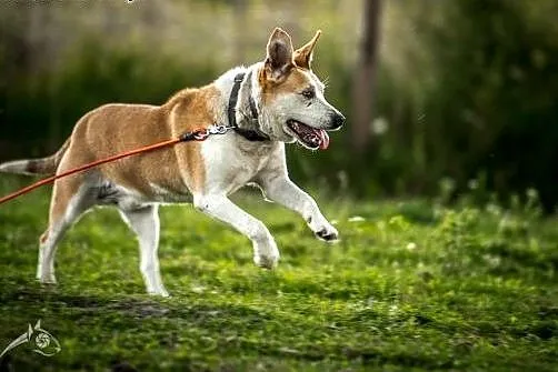 Cześć, jestem EDEK i szukam domu, adoptuj mnie!,  
