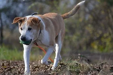 Cześć, jestem EDEK i szukam domu, adoptuj mnie!,  