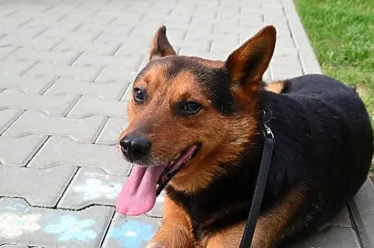 Stefek - mini owczarek pokocha od zaraz