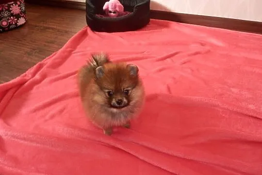 Szpic miniaturowy pomeranian sunia boo