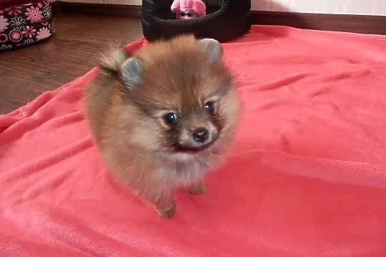 Szpic miniaturowy pomeranian sunia boo