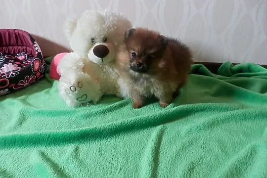 Szpic miniaturowy pomeranian sunia boo