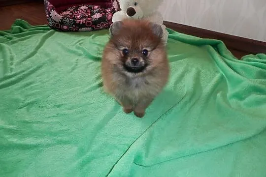 Szpic miniaturowy pomeranian sunia boo