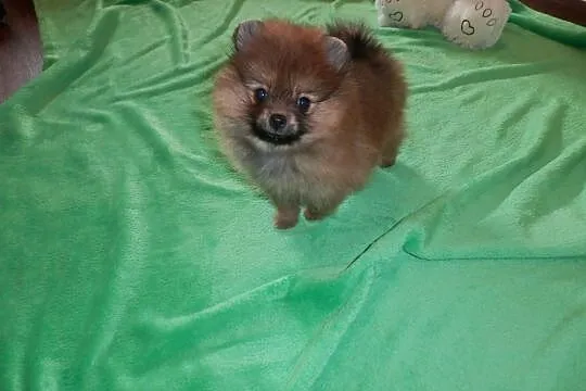 Szpic miniaturowy pomeranian sunia boo