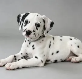 Szczenięta Rasy Dalmatyńczyk | Zarejestrowane w Kennel Club