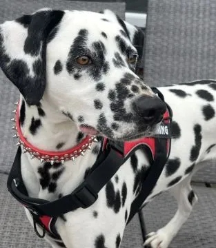 Szczenięta Rasy Dalmatyńczyk | Zarejestrowane w Kennel Club, , Konstancin-Jeziorna