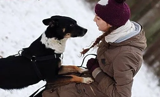 Haker - spokojny, kochany psiak szuka domu. Uratuj
