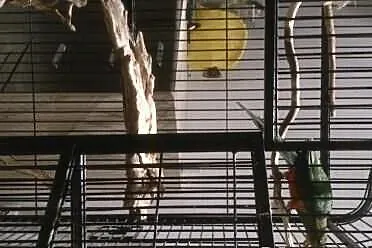 Sprzedam osowjoną szkarłatkę królewską piękna sami
