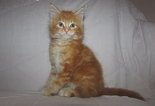 MAINE COON - kocięta z rodowodem FPL/FIFE, podkar