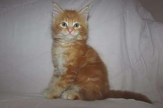 MAINE COON - kocięta z rodowodem FPL/FIFE,  podkar
