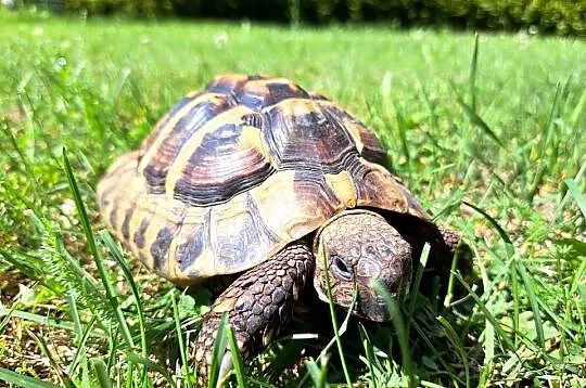 ŻÓŁW LĄDOWY GRECKI testudo hermanni 7- lat rocznik 2019 SPRZEDAM, Dolnośląskie, Lubin
