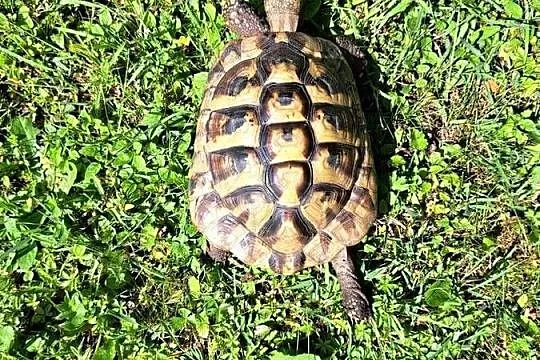 ŻÓŁW LĄDOWY GRECKI testudo hermanni 7- lat rocznik 2019 SPRZEDAM, Dolnośląskie, Lubin