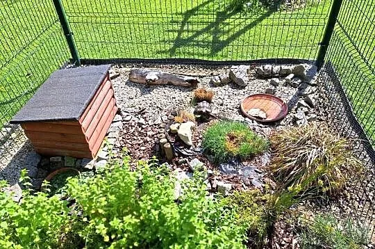ŻÓŁW LĄDOWY GRECKI testudo hermanni 7- lat rocznik 2019 SPRZEDAM, Dolnośląskie, Lubin