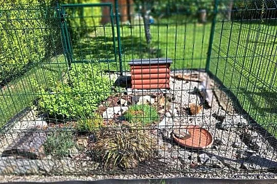 ŻÓŁW LĄDOWY GRECKI testudo hermanni 7- lat rocznik 2019 SPRZEDAM, Dolnośląskie, Lubin