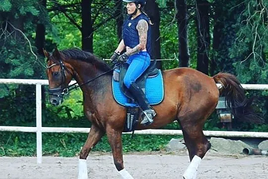 3 letni malowany wałach, , 