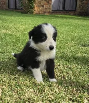 Piękne szczenięta border collie gotowe do nowych domów