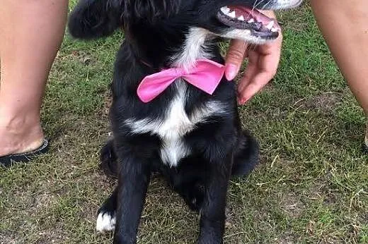 Shaza, 6 miesięczna kochana sunia szuka domu!,  Ku
