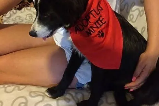 Shaza, 6 miesięczna kochana sunia szuka domu!,  Ku