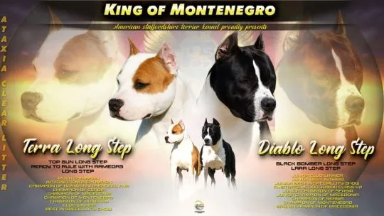 American Staffordshire Terrier Amstaff FCI szczenięta