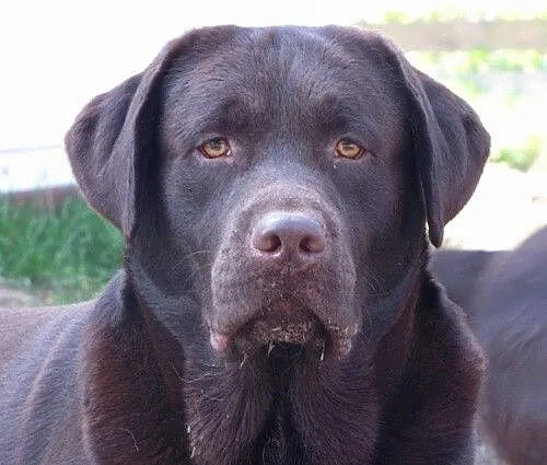 Iwan czekoladowy labrador szuka domu