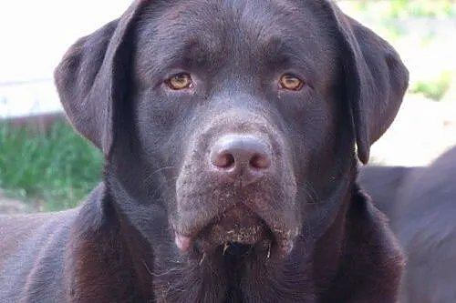 Iwan czekoladowy labrador szuka domu