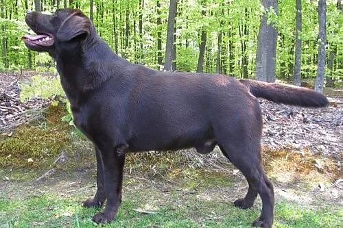 Iwan czekoladowy labrador szuka domu