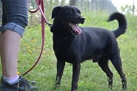 Zaki - ułożony, grzeczny, idealny psiak szuka domu