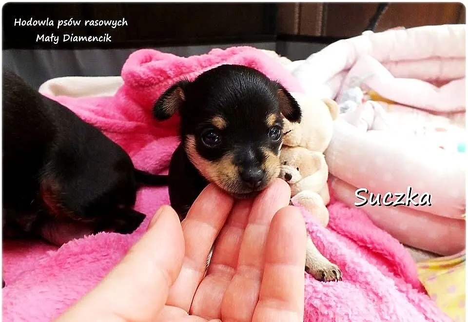 MINI XS! Suczka Ratlerek Pinczer miniaturowy z Rodowodem Do REZERWACJI !!!, Lubuskie, Żary